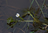 Vattenmja (Ranunculus aquatilis var. aquatilis)