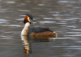 Great Crested Grebe (Podiceps cristatus)