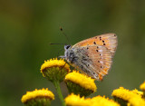 Vitflckig guldvinge (Lycaena virgaureae)