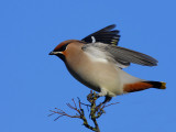 Bohemian Waxwing (Bombycilla garrulus)