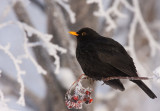 Blackbird (Turdus merula)