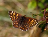 Gullvivefjril (Hamearis lucina)