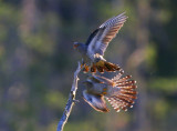 Cuckoos (Cuculus canorus)