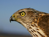 Northern Goshawk (Accipiter gentilis)