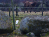 Cattle Egret (Bubulcus ibis)