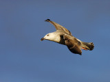 Great Black-backed Gull (Larus marinus)