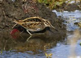 Jack Snipe (Lymnocryptes minimus)