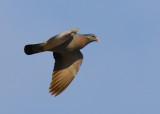 Stock Dove (Columba oenas)