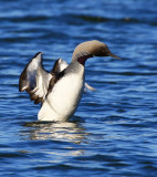 Black-throated Diver (Gavia arctica)