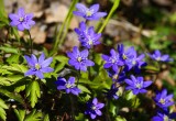 Blåsippa (Hepatica nobilis)