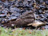 Nightjar (Caprimulgus europaeus)