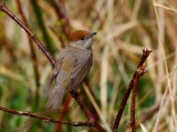 Blackcap (Sylvia atricapilla)