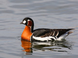 Red-breasted Goose (Branta ruficollis)