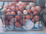 Farm Fresh Eggs