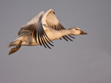 Oie blanche/Snow goose