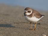 Pluvier semi palm/Semi Palmated Plover