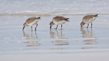 Red Knot/Bcasseau Maubche