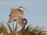 Grand hron/Great Blue Heron