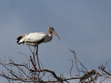 Tantale dAmrique/Wood Stork