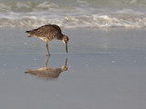 Chevalier semi-palm plumage hiver/Willet Winter Plumage