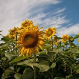 Tournesols