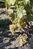 Vignoble St-Agns, Sutton, Qc