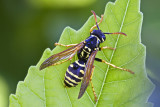 European paper wasp (Polistes dominula)