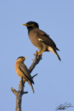 Common myna & Brahminy starling