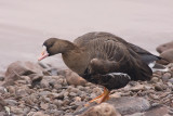 Greater White-fronted Goose (Anser albifrons)