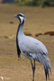 Demoiselle crane (Anthropoides virgo)