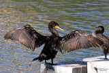 Great Cormorant (Phalacrocorax carbo)