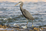 Western reef heron
