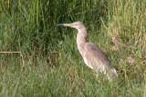 Squacco Heron (Ardeola ralloides)