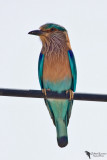 Indian Roller (Coracias benghalensis)