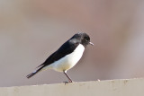 Hume's wheatear (Oenanthe alboniger)