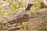 Lichtenstein's Sandgrouse (Pterocles lichtensteinii)