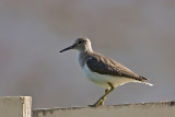 Common Sandpiper (Actitis hypoleucos)