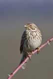 Corn Bunting (Emberiza Calandra)