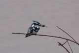 Pied Kingfisher (Ceryle rudis)