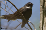 White-throated Fantail (Rhipidura albicollis)