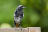 Black Redstart (Phoenicurus ochruros)