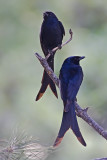 Black drongo (Dicrurus macrocercus)