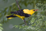 Indian Golden Oriole, (Oriolus kundoo)