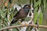 Common myna (Acridotheres tristis)