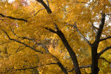 Autumn Leaves in Virginia 2007
