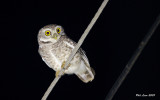 Spotted Wood Owl