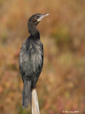 Little Cormorant