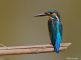 Common Kingfisher