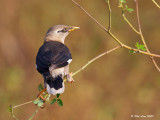 Vinous-Breasted Starling