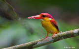 Oriental Dwarf Kingfisher - Rufous Back